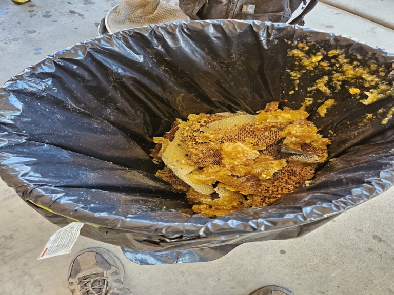 honeycomb & bee removal
