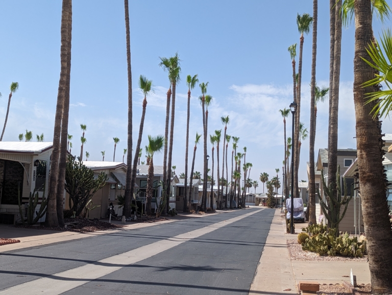 Palm tree trimming