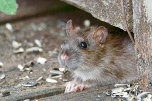 Brown rat on wood