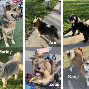 Dog Owners Club: even more pets