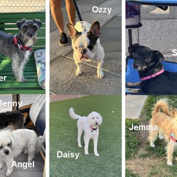 Dog's of the Dog Owner's Club