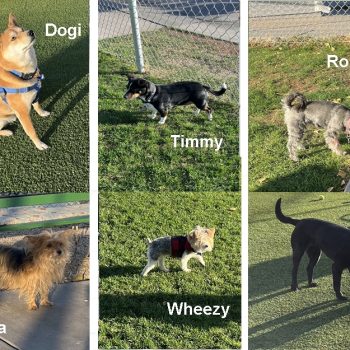 Dog Owners Club: more pets