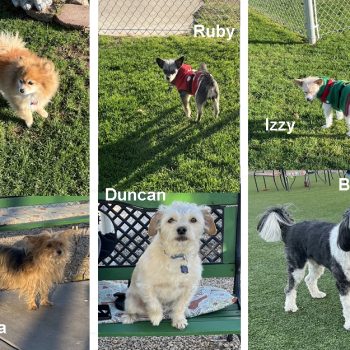 Dog Owners Club: pets