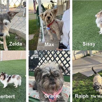 Dog's of the Dog Owner's Club